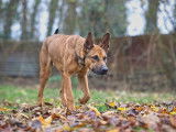 Samy à adopter