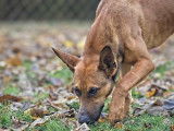 Samy à adopter