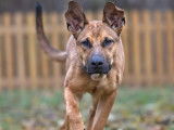 Samy à adopter