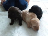 9 chiots Labradors LOF à réserver