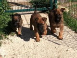 À réserver 5 chiots Malinois LOF