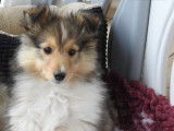 1 chiot femelle Berger des Shetland LOF à vendre