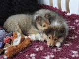 1 chiot femelle Berger des Shetland LOF à vendre