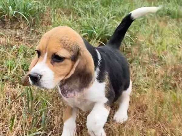 À vendre, 5 chiots Beagles LOF