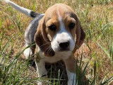 À vendre, 5 chiots Beagles LOF