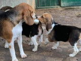 À vendre, 5 chiots Beagles LOF
