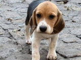 À vendre, 5 chiots Beagles LOF