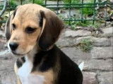 À vendre, 5 chiots Beagles LOF