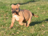À vendre 3 chiots American Staffordshire Terriers LOF