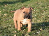 À vendre 3 chiots American Staffordshire Terriers LOF