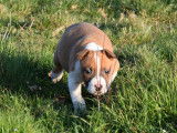 À vendre 3 chiots American Staffordshire Terriers LOF