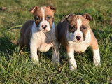 À vendre 3 chiots American Staffordshire Terriers LOF