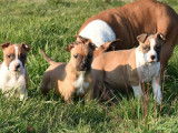 À vendre 3 chiots American Staffordshire Terriers LOF