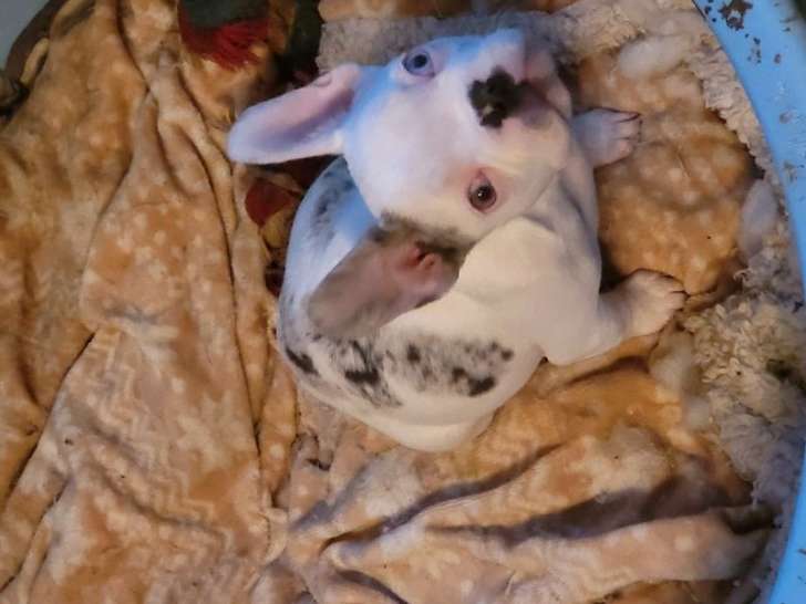 3 chiots femelles Bouledogues Français à vendre