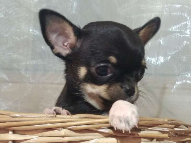 Un chiot Chihuahua femelle LOF à la vente