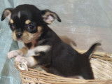 Un chiot Chihuahua femelle LOF à la vente