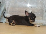 Un chiot Chihuahua femelle LOF à la vente