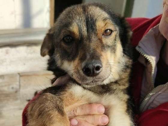 À adopter : chienne de 3 ans