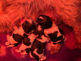 Superbes chiots Shih-Tzu LOF à vendre