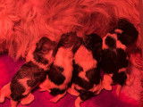 Superbes chiots Shih-Tzu LOF à vendre