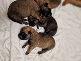 Magnifique malinois 1 chiot disponible