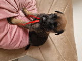 Magnifique malinois 1 chiot disponible