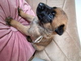 Magnifique malinois 1 chiot disponible