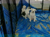 Chiot Staffordshire Bull Terrier disponible