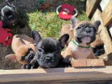 Bouledogues Français à vendre