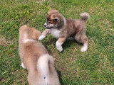 Beaux chiots Akita Inu mâles et femelles à vendre