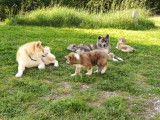 Beaux chiots Akita Inu mâles et femelles à vendre