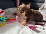 Petite chihuahua chocolat