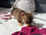 Petite chihuahua chocolat