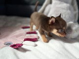 Petite chihuahua chocolat