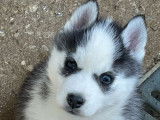 Un chiot Husky Sibérien femelle noir et blanc LOF à céder