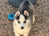 Un chiot Husky Sibérien femelle noir et blanc LOF à céder