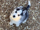 Un chiot Husky Sibérien femelle noir et blanc LOF à céder