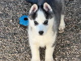 Un chiot Husky Sibérien femelle noir et blanc LOF à céder