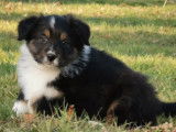 Chiots Bergers Australiens à vendre, 2 mâles et 1 femelle