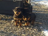 11 chiots Rottweilers LOF à réserver