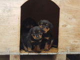 11 chiots Rottweilers LOF à réserver