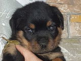 11 chiots Rottweilers LOF à réserver