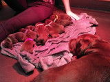 Chiots Labrador chocolat à vendre