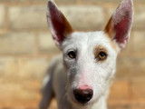 Chien Podenco blanc d'un an à adopter