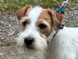 Terrier du Reverend Russell LOF confirmé disponible pour saillie