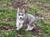Chiots Husky Sibérien à vendre