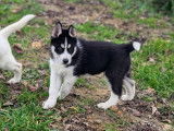 Chiots Husky Sibérien à vendre