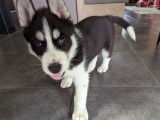 Chiots Husky Sibérien à vendre