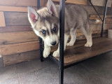 Chiots Husky Sibérien à vendre