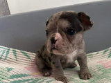 Chiots de race Bouledogue Fran&ccedil;ais &agrave; vendre (4 femelles & 2 m&acirc;les)